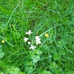 Cardamine pratensisFlor