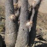 Pachypodium namaquanum പുറംതൊലി