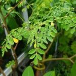 Moringa oleifera পাতা