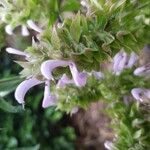 Salvia canariensis Flower