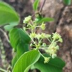 Helinus integrifolius Fleur