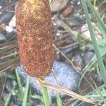 Typha minima Flor
