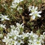 Arenaria aggregata Flower