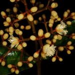 Vismia macrophylla ശീലം