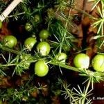 Asparagus umbellatus Fruit