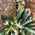 Pancratium illyricumFlower