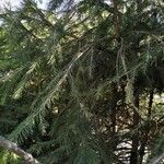 Picea breweriana Folha