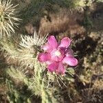 Cylindropuntia fulgida Квітка