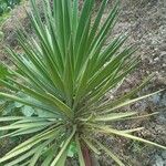 Yucca schidigera Frunză