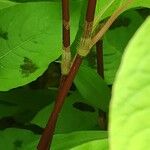 Persicaria virginiana Corteza