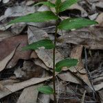 Commelina ensifolia 整株植物