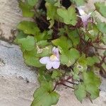 Cymbalaria muralis Blüte