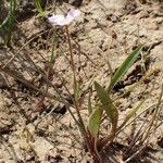 Baldellia ranunculoides Habitat