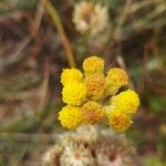 Helichrysum stoechasFlower