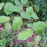 Corylus cornuta Ліст