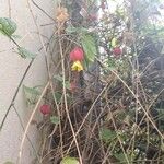 Callianthe megapotamica Flower