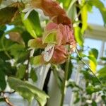 Justicia brandegeeana Flor