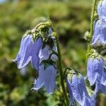 Campanula barbata 花