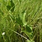 Cayaponia racemosa Feuille