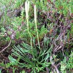 Lycopodium × zeilleri Elinympäristö