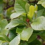 Magnolia kobus Лист