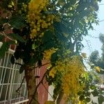 Cassia fistula অন্যান্য