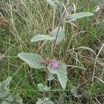 Melochia tomentosa Plante entière