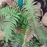 Blechnum appendiculatum Levél