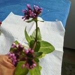 Fedia graciliflora Цветок