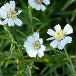 Achillea ptarmica 花