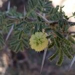 Vachellia tortilisЦвят