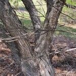 Melaleuca armillaris Bark