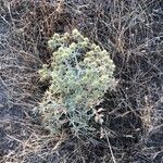 Eryngium campestre Habitus