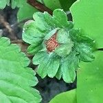 Potentilla indica Fruto