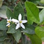 Citrus × latifolia Flower