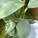 Philodendron hastatum Hoja