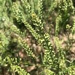 Lepidium densiflorum Fuelha