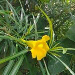 Thevetia neriifolia Flor