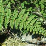 Asplenium foreziense Fuelha