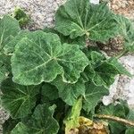 Pelargonium tomentosum Blatt