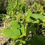 Luffa operculata Leaf