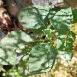 Solanum americanum Folha