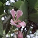 Bauhinia monandra Fiore