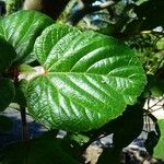 Clerodendrum speciosissimum Hoja