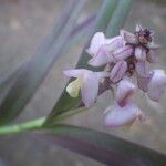 Polystachya rhodoptera Flower