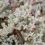 Juniperus squamata 葉