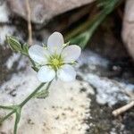 Minuartia rostrataFlower