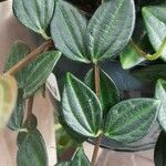 Peperomia quadrangularis Leht