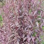 Atriplex hortensis Blomst