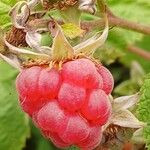 Rubus idaeus Fruto